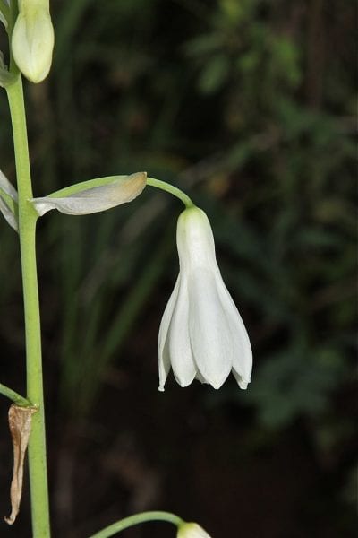 Dyrbar blomst av Galtonia