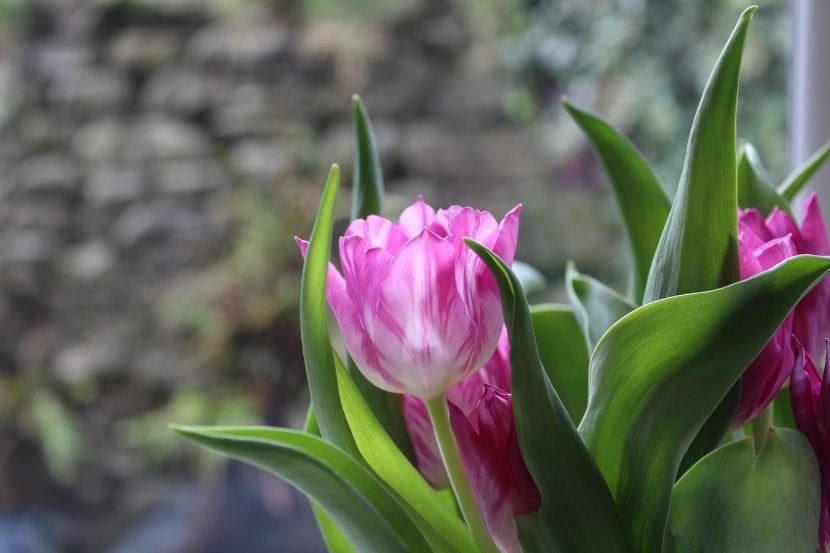 Plant tulipanen din om vinteren
