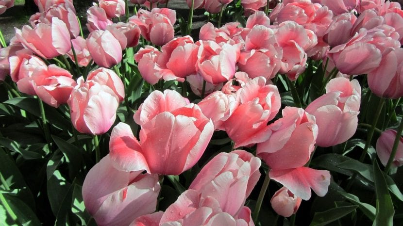 Plant tulipanpærene sammen