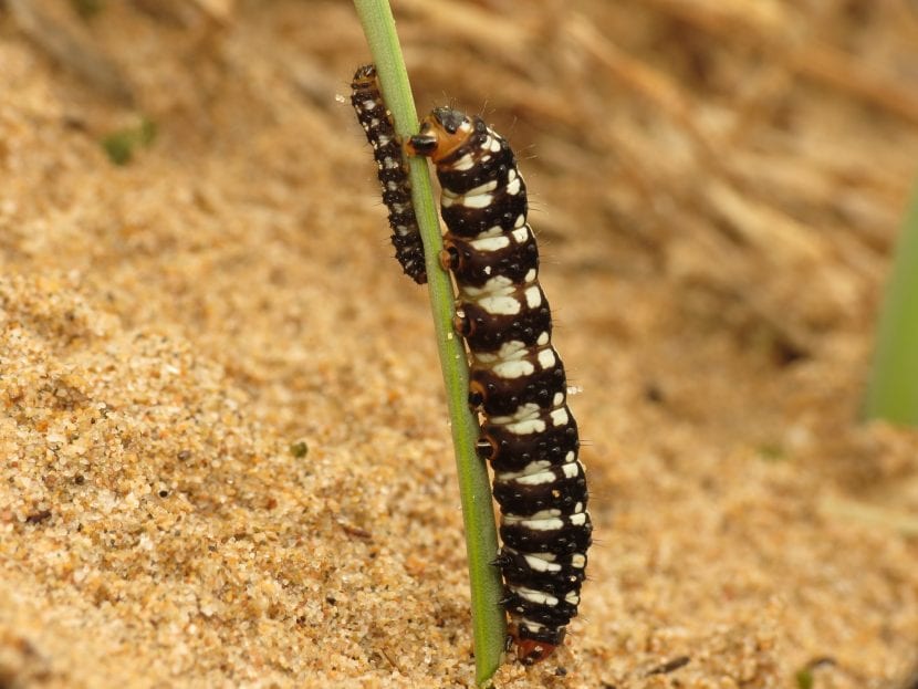 Caterpillar of Brithys crini, fienden til pankrasjonen