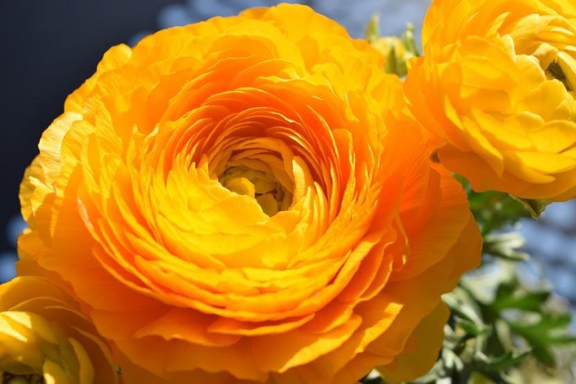 Smørblomst med oransje blomster, som kan dyrkes i halvskygge