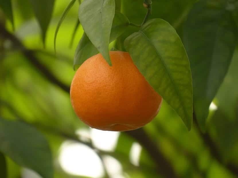 Clementine hjelper til med å forhindre utseende av kreft