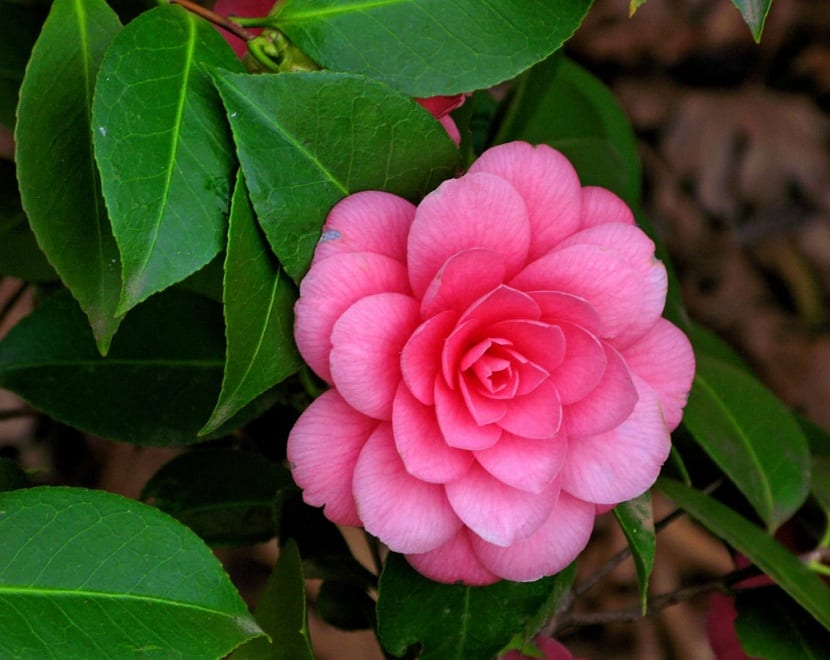 Camellias (Camellia japonica)