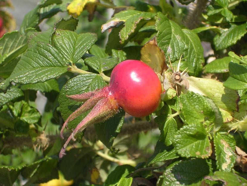 Frukt av Rosa rugosa