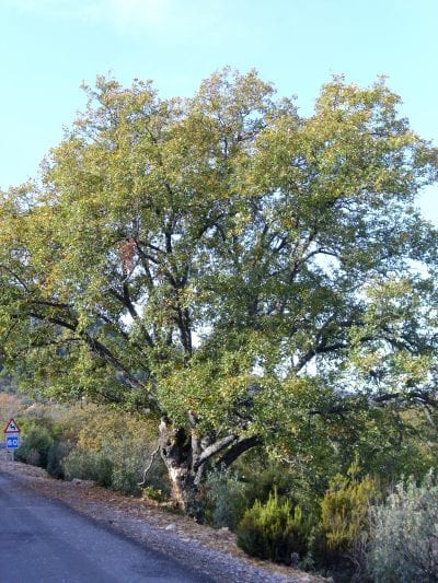 Quercus faginea tre