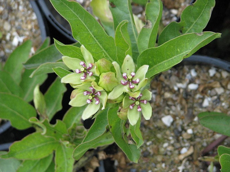 Asclepias viridis blomstrende plante