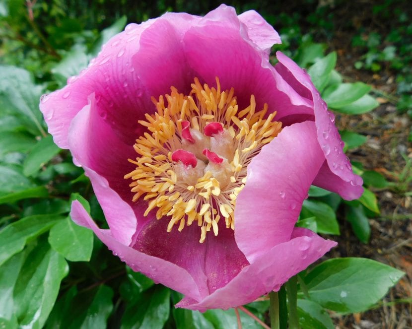Rose of Alexandria produserer en vakker rosa blomst