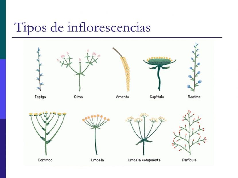De forskjellige typene blomsterstander som finnes