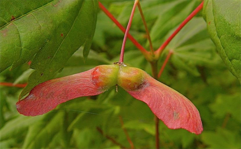 Acer circinatum frø