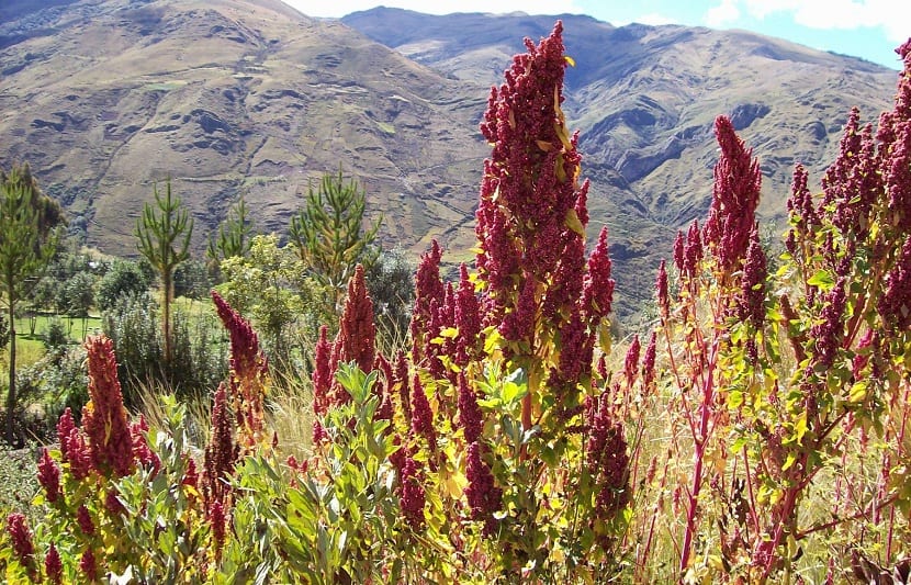 quinoa plante klar til høsting