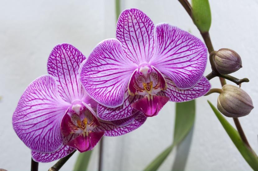 Orkidéblomst