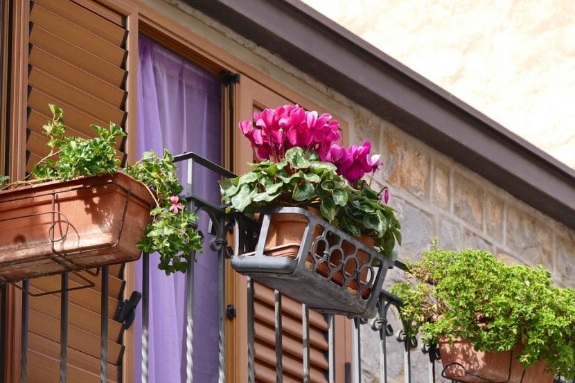 Cyclamen, en blomst for balkongen