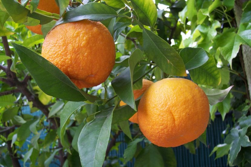 Sitrus aurantium, det vanlige appelsintreet