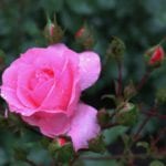 Rosebush med rosa blomst