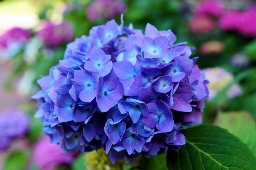 Blå blomsterhortensia
