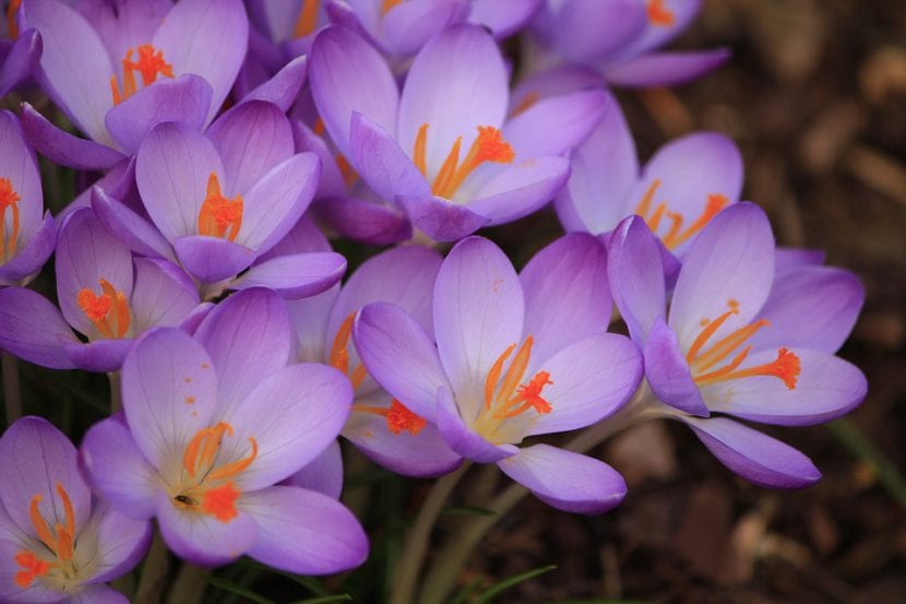 Safran med fiolette blomster