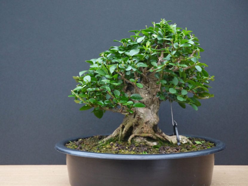 Ligustrum bonsai, en ideell plante for nybegynnere