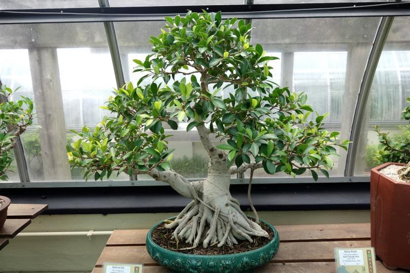 Ficus rubiginosa bonsai, en plante som passer for nybegynnere