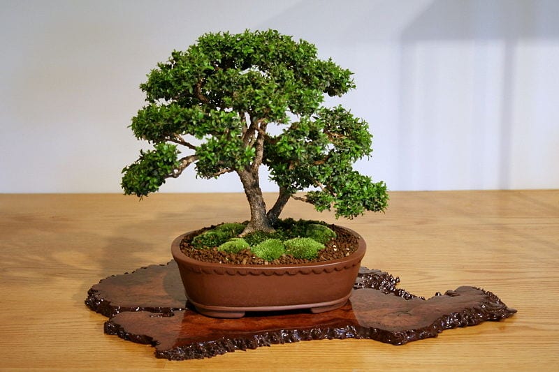 Boxwood er en litenbladet plante perfekt for bonsai