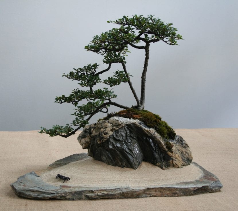 Cotoneaster kan brukes som bonsai