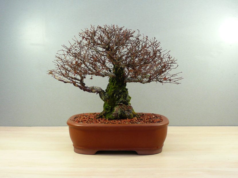 Kinesisk alm bonsai
