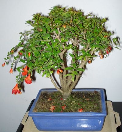 Granateple bonsai