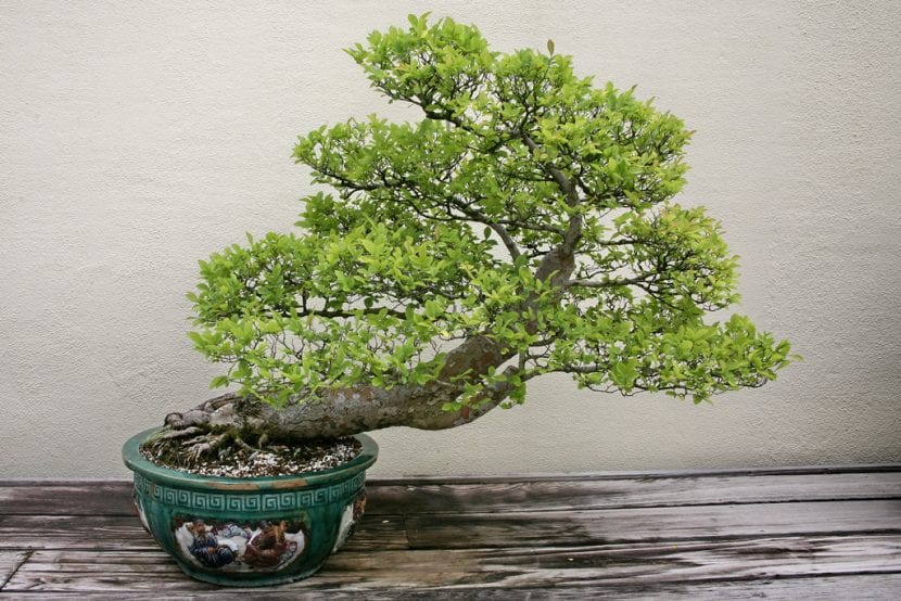 Vakker alm bonsai som du kan ha for et minimum av pleie
