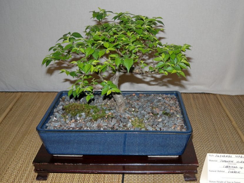 Hornbeam kan også jobbes som bonsai