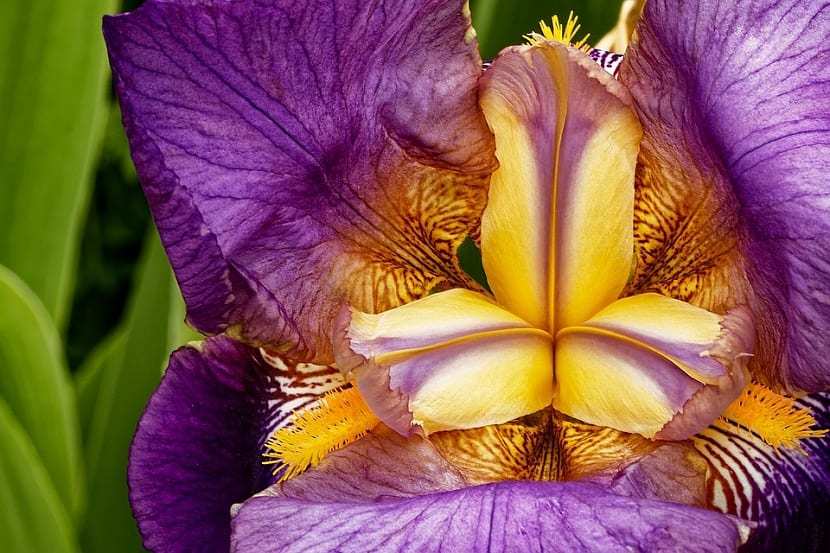 Iris blomster dyrking