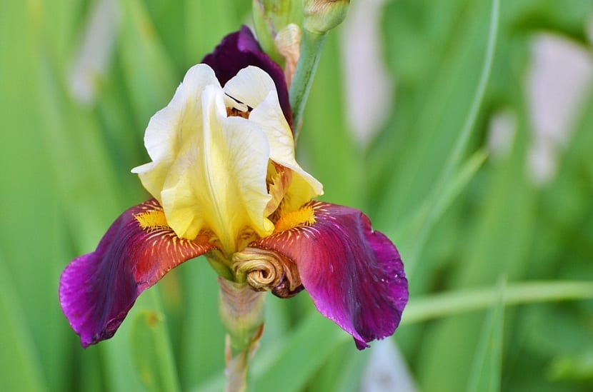 Iris blomsterpleie