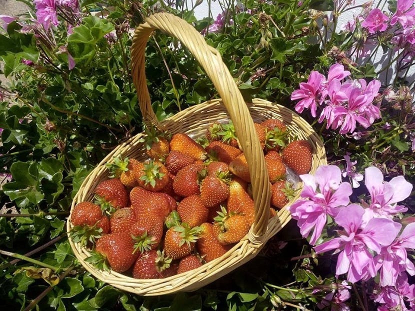 jordbær kan dyrkes om sommeren