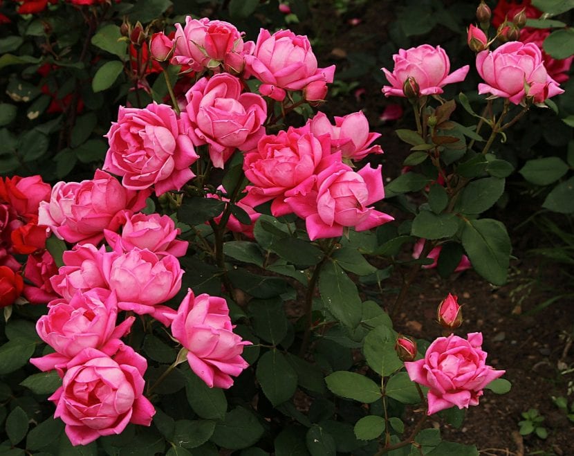 Rosenbusker i blomst