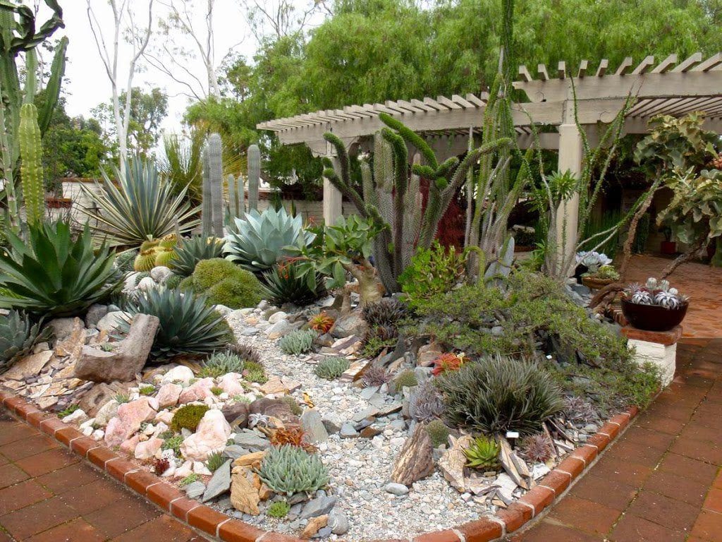 Kaktus og saftig hage