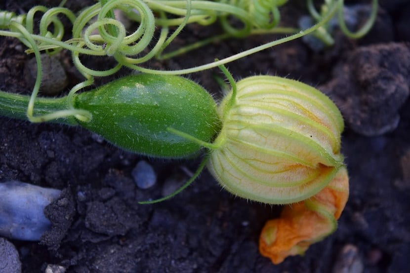 courgette avling blomst