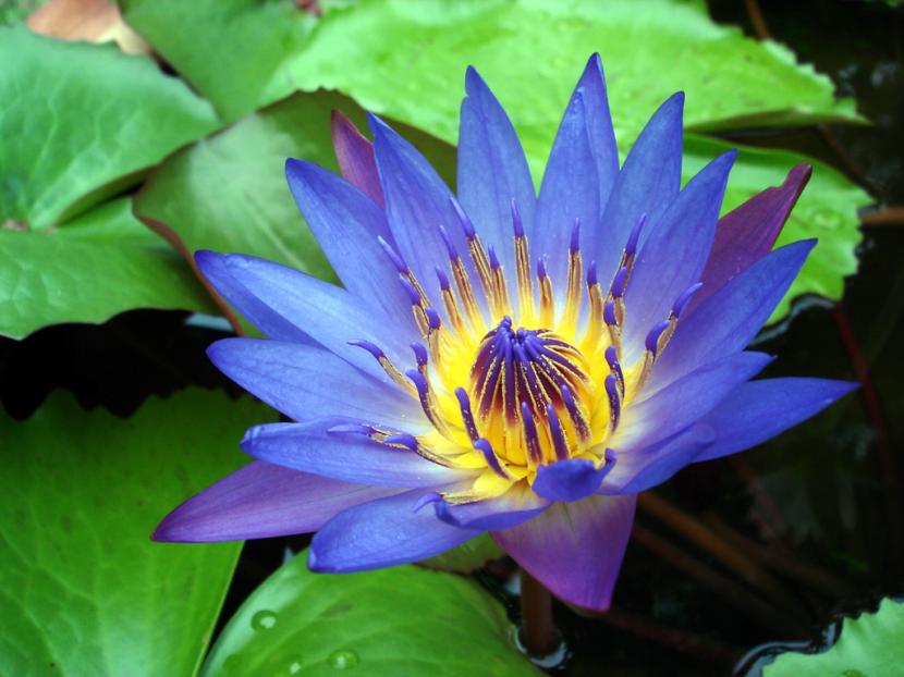 Blå lotus