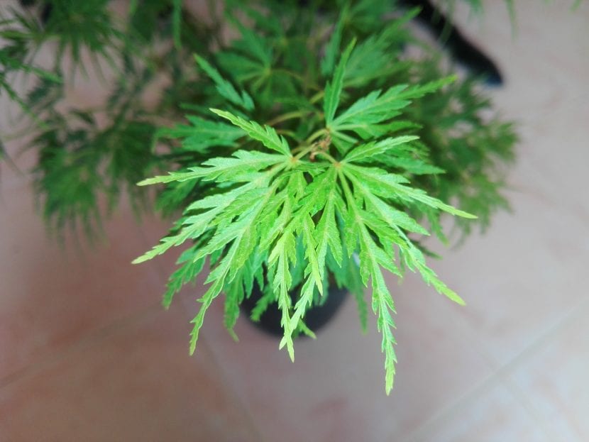 Blader av Acer palmatum 'Seyriu'