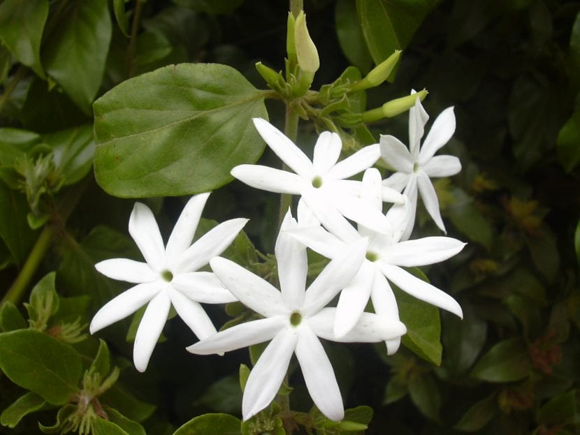 Jasminum multiflorum i blomst