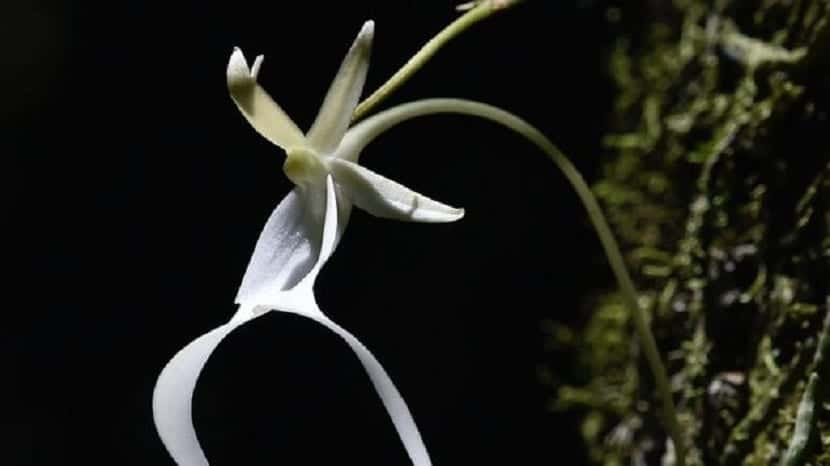 ghost orchid karakteristikk