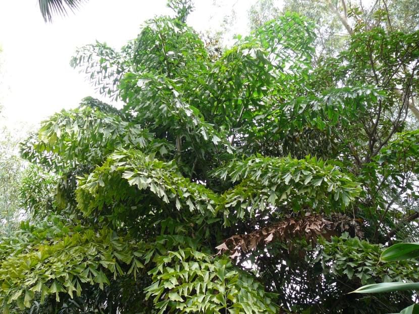 Caryota urens, monocarpic palm