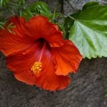 Hibiscus plante med blomst
