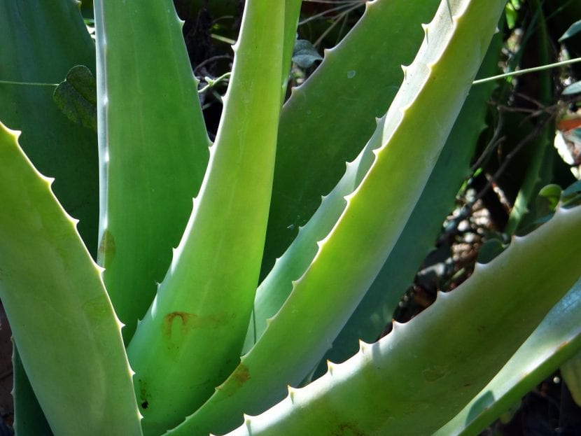 Aloe vera-plante, et naturlig middel mot kløe og sår