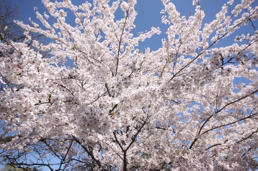 Japansk kirsebærblomst, et vidunder av plante