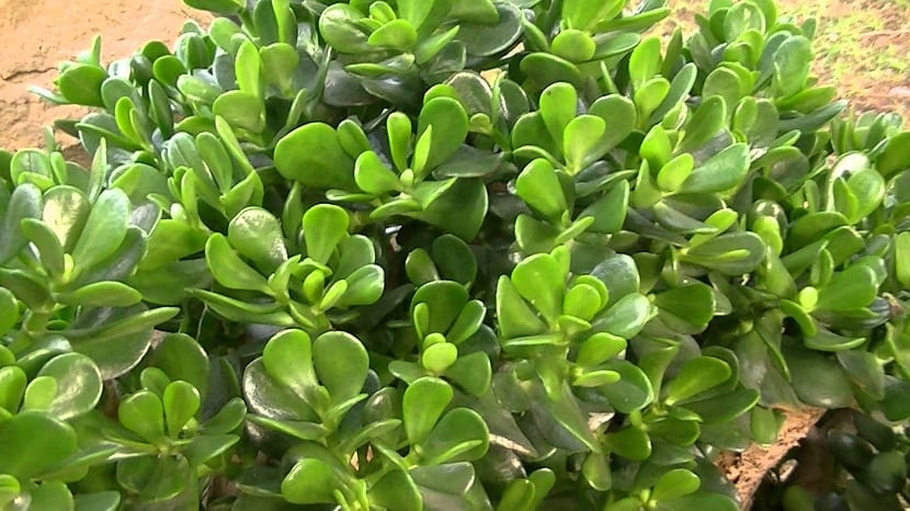vokse Jade-planten
