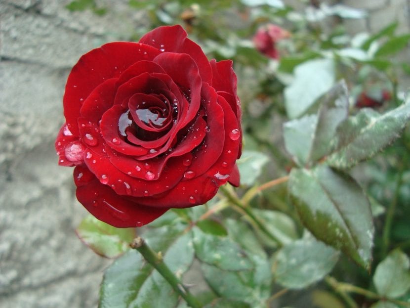 Rød rose med vann