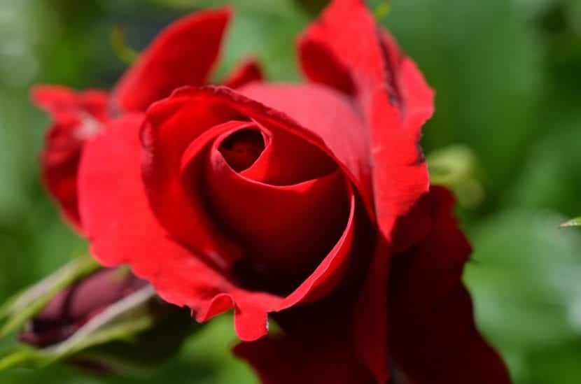 Rød roseblomst