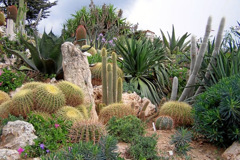 Kaktushage