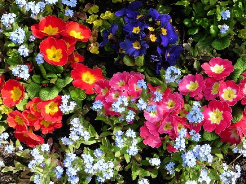 utvalg av blomster som kan plantes