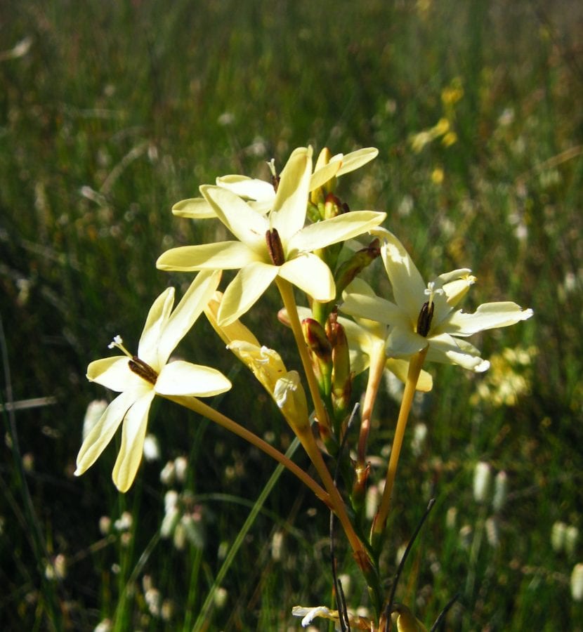 Ixia paniculata i blomst