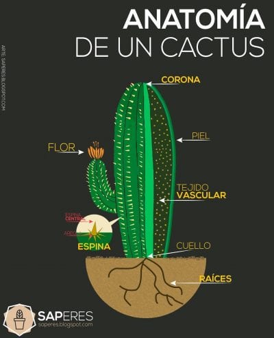 Delene av kaktusen