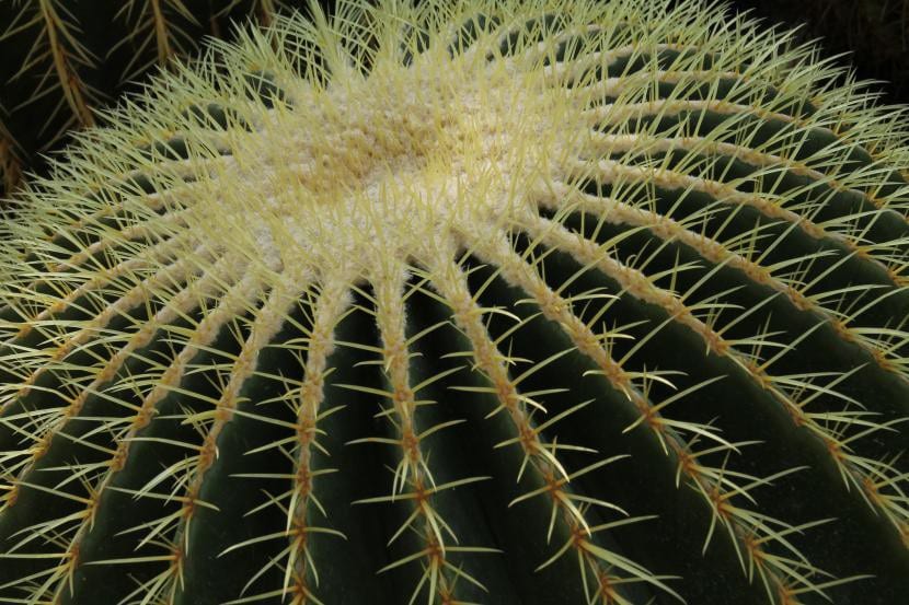 Detalj av ryggene til Echinocactus grusonii